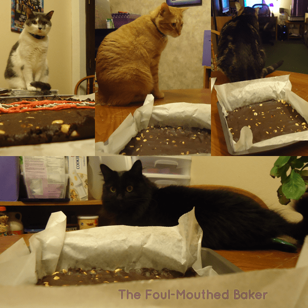 All the cats came out to tell me that I'm a failure as a baker. I'm glad I always have their support.