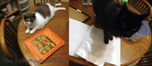 Stop what you are doing, human, and pet the shit out of me!