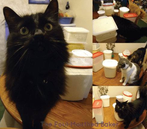 At least I pay more attention to my cats than my shitty house plant.